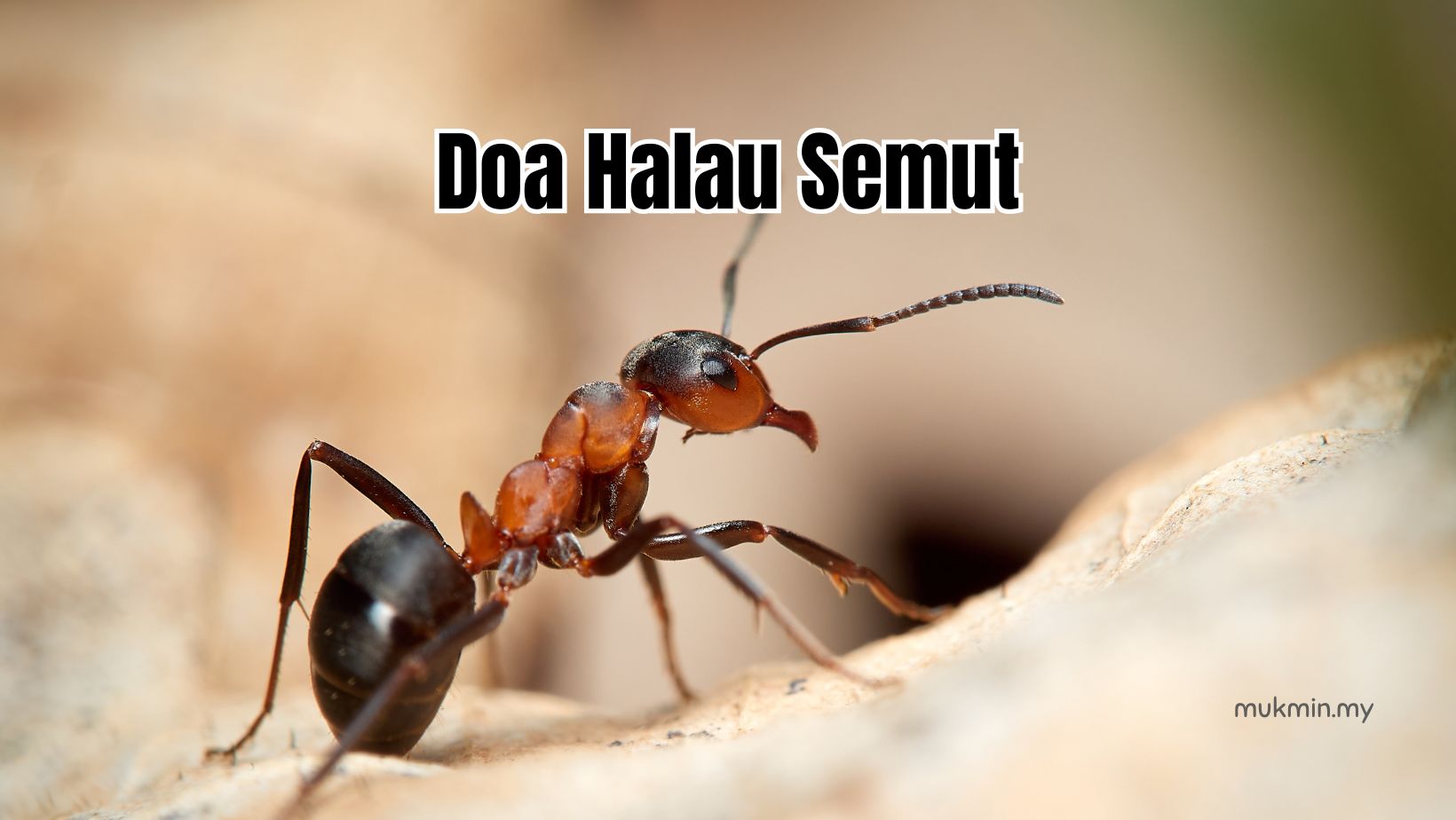 Doa halau semut